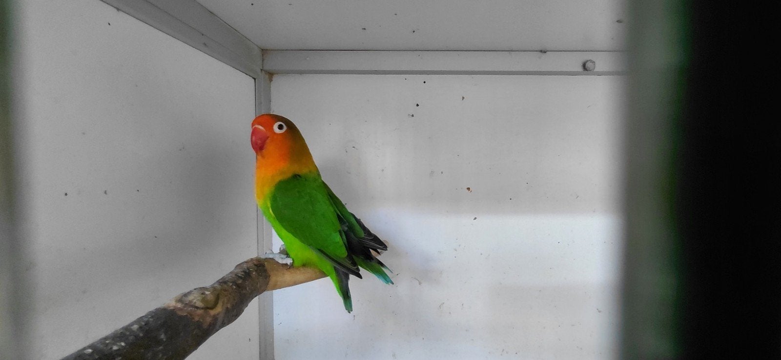 Fischeri wildkleur, Meerdere dieren, Dwergpapegaai of Agapornis, Geringd