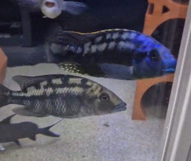 Malawi protomelas mbenji thicklips trio, Vis