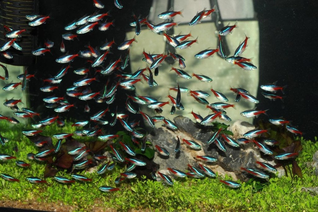 Aanbieding: Neon Tetra's 30 stuks voor maar € 24,95 !, Dieren en Toebehoren, Vis, Zoetwatervis, Schoolvis