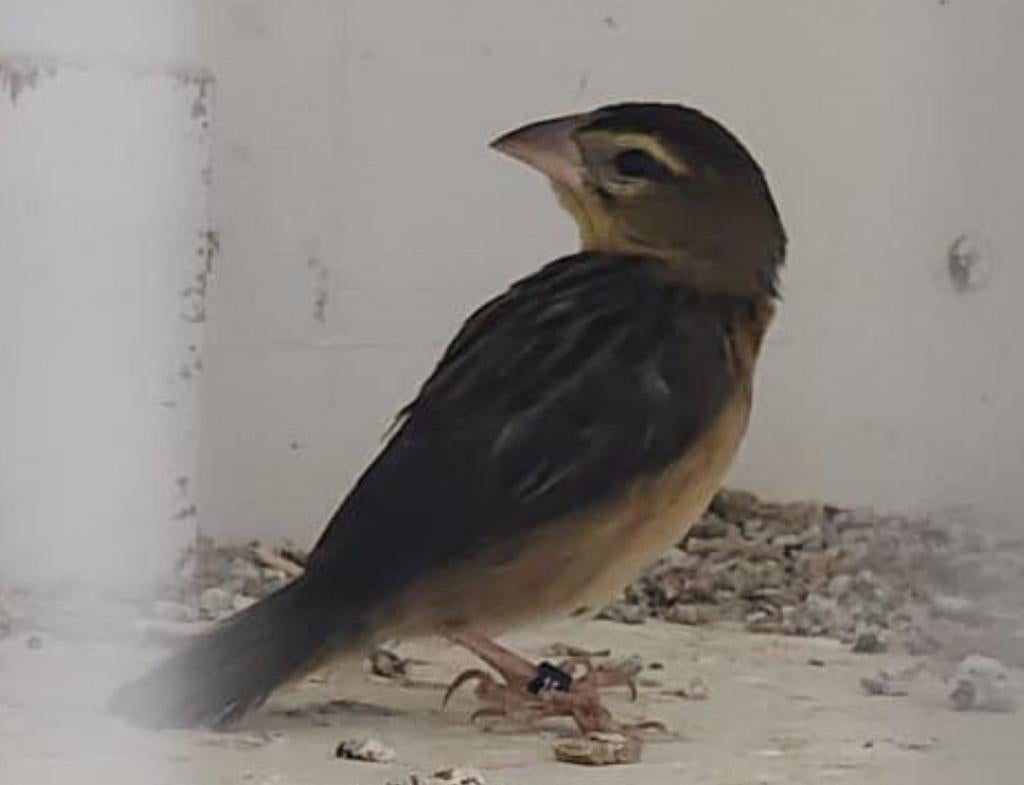 GEVRAAGD vlammen- roodvoorhoofd wever (pop)., Dieren en Toebehoren, Vogels | Overige Vogels, Vrouwelijk, Tropenvogel, Geringd