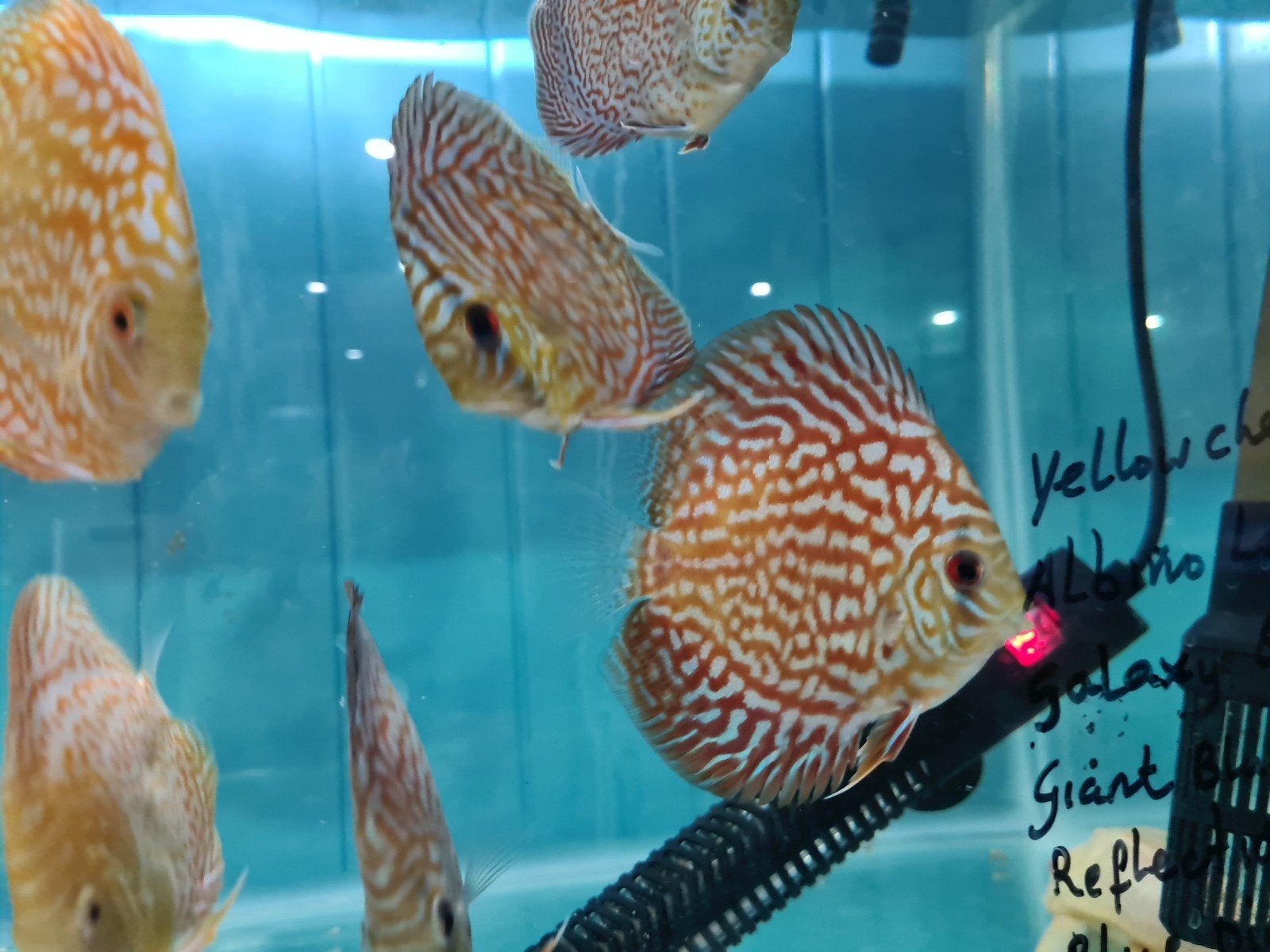 Galaxy Discus, Symphysodon Discus Galaxy, Vis, Zoetwatervis
