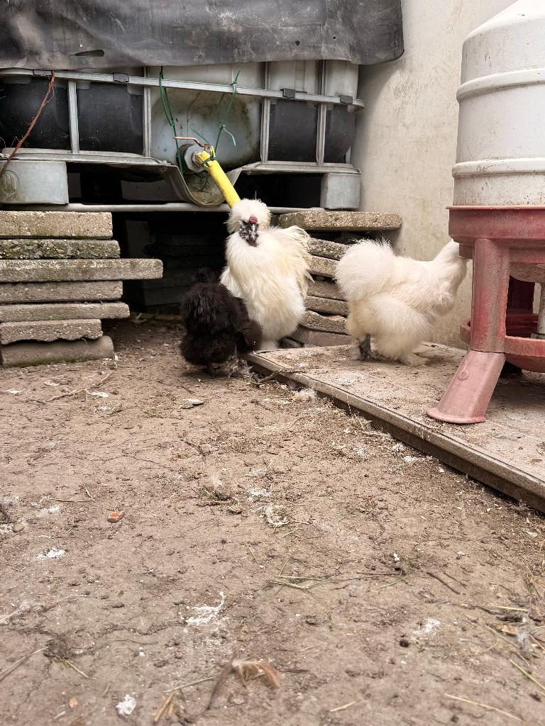 Zijdehoenders 3 stuks, Meerdere dieren, Kip