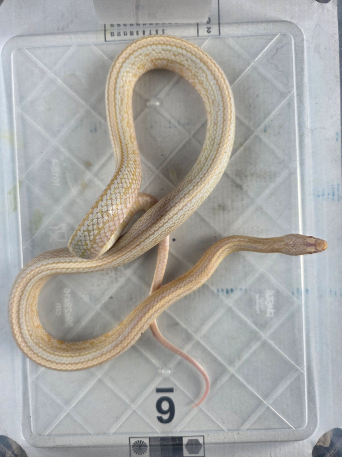 3 rattenslangen vrouwen Rat Snake photo 2