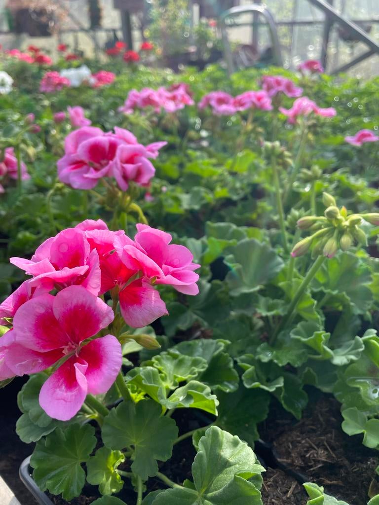 Hang en staande Geraniums - Diverse Kleuren, Volle zon, Eenjarig, Zomer, Ophalen