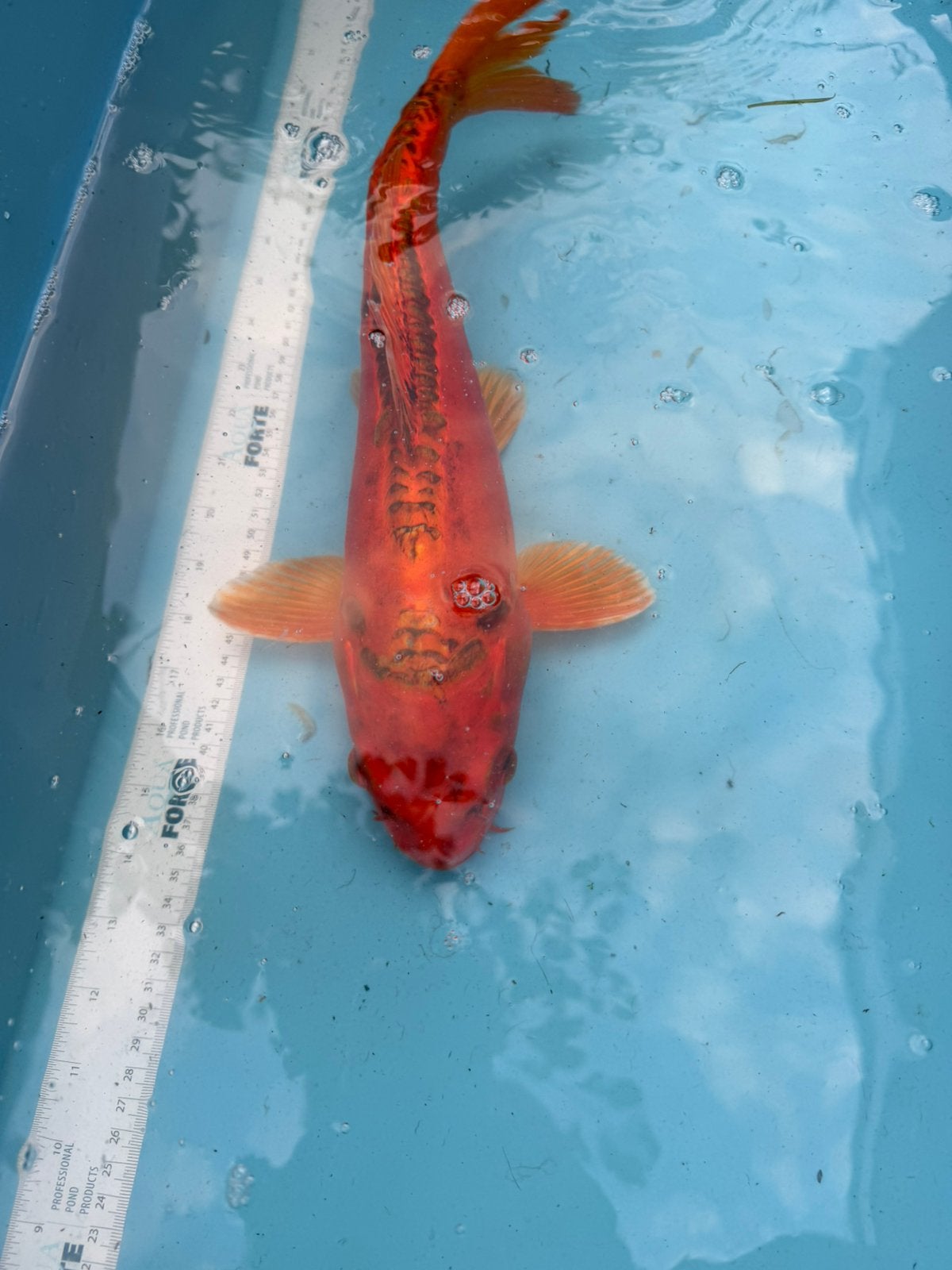 Doitsu Orenji Ogon, Karper of Koi