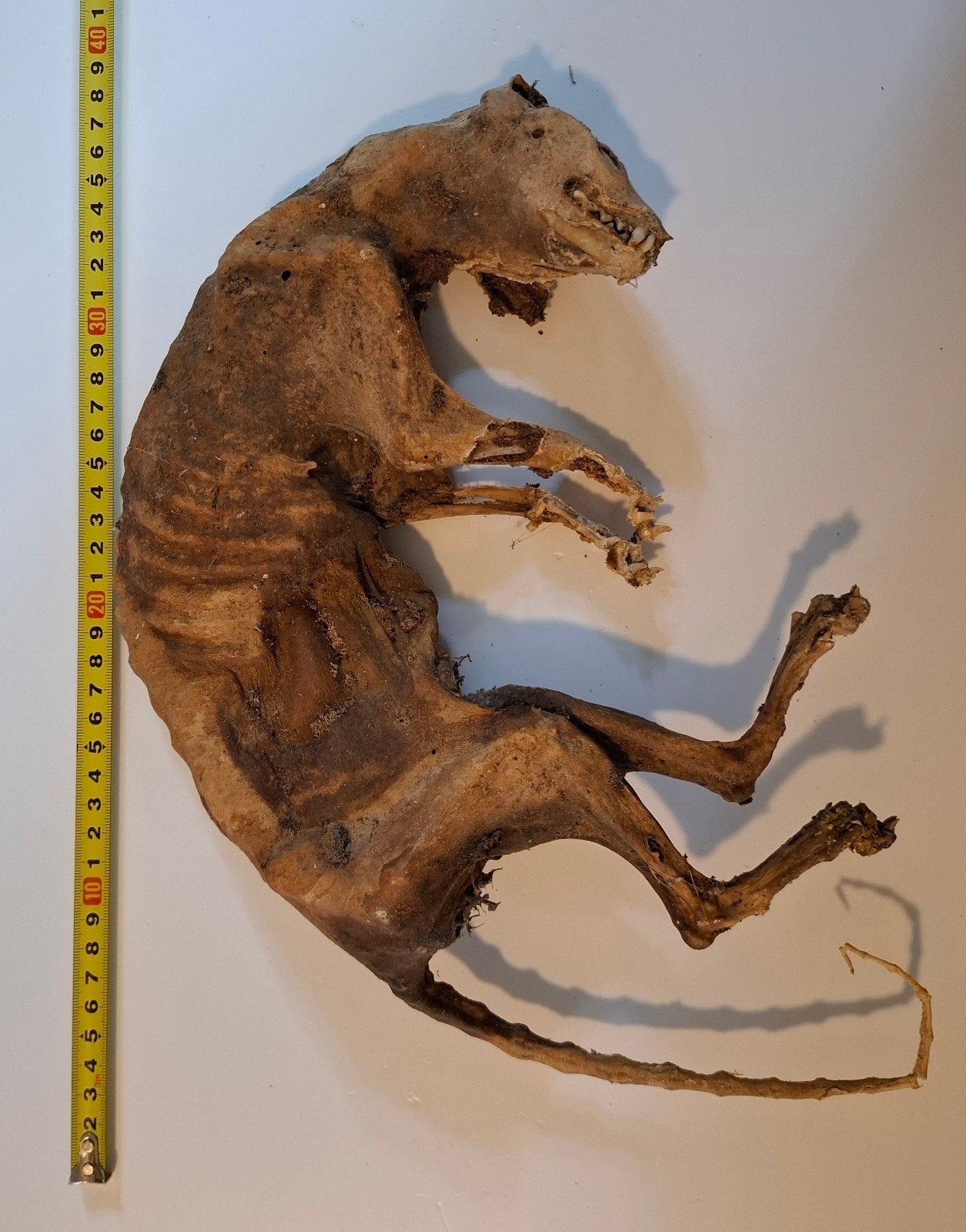 Gemummificeerde steenmarter - mummie marter - taxidermie, Ophalen of Verzenden, Gebruikt