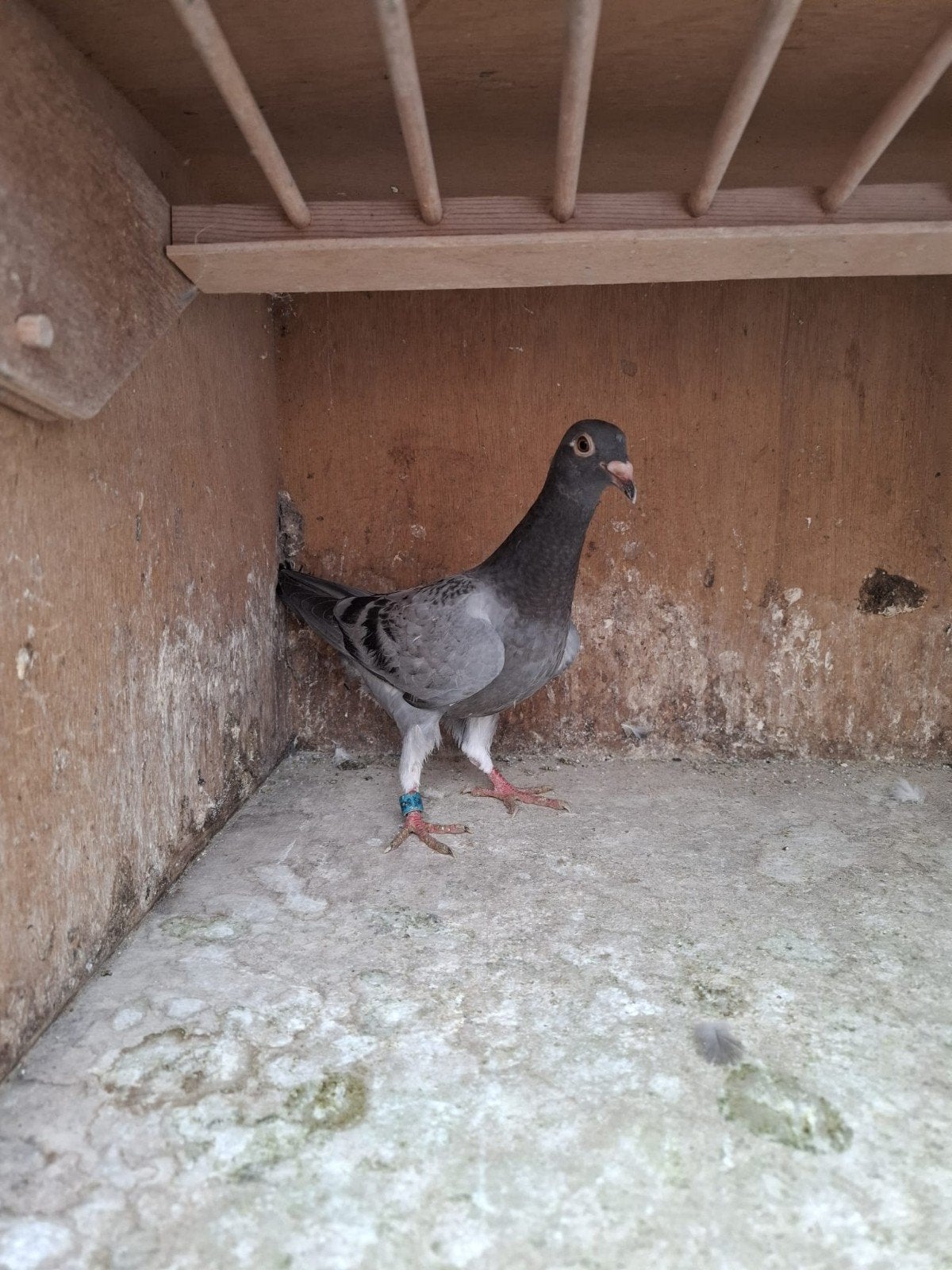 jonge duiven, Dieren en Toebehoren, Meerdere dieren, Postduif