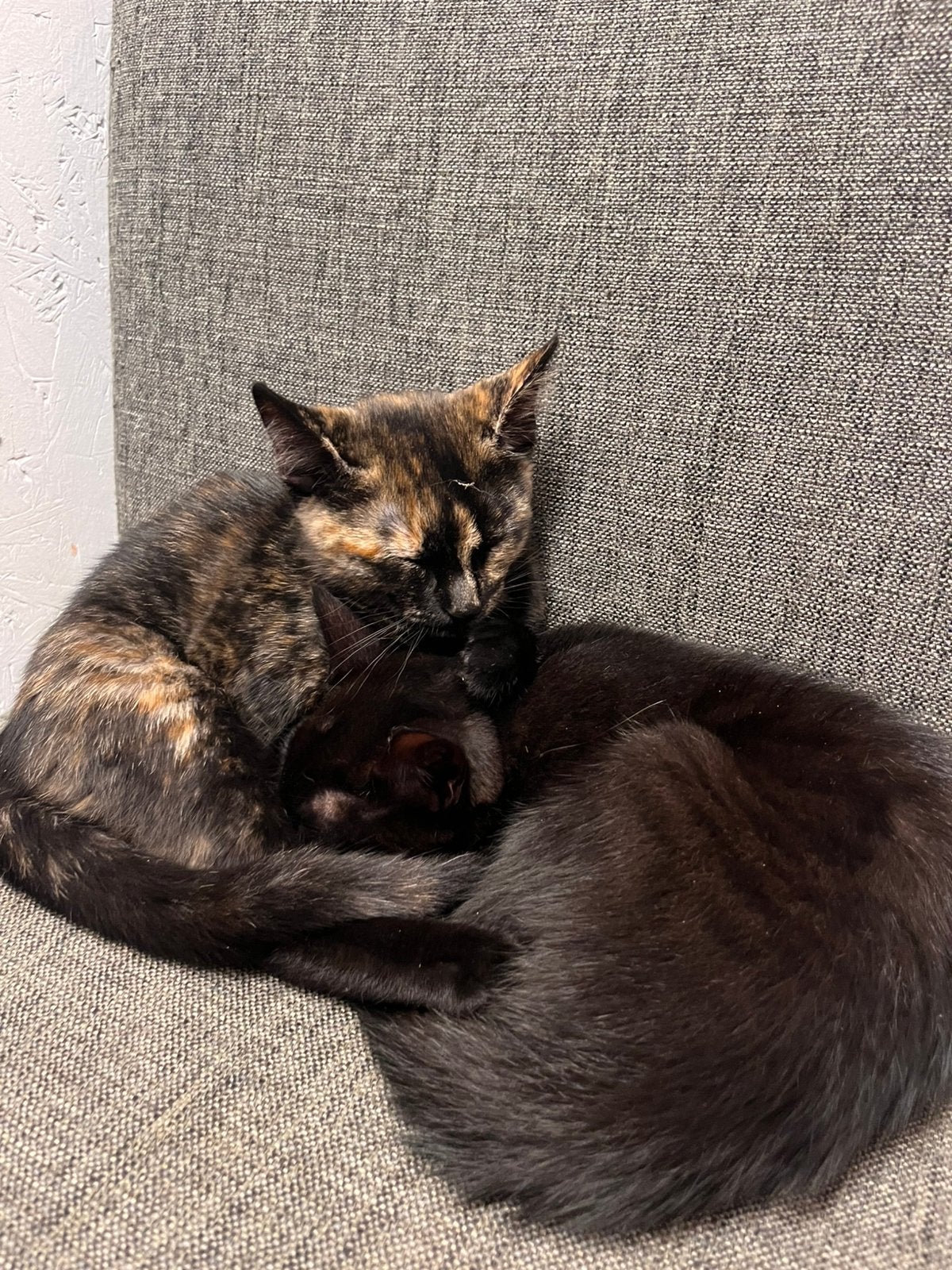 Kittens 11 weken, Poes