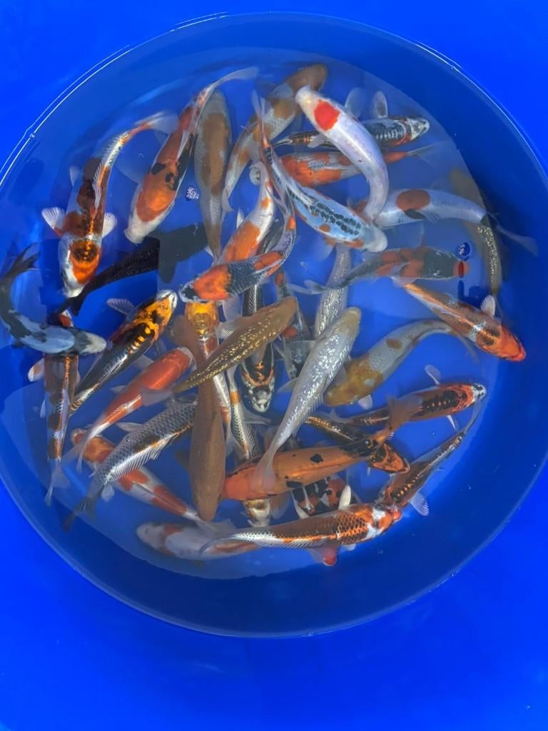 Ikarashi 16/18cm Tosai, Karper of Koi