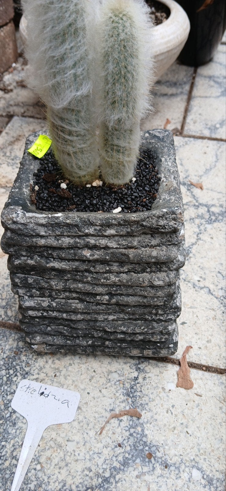 Cephalocereus senilis - Oude Mannen Cactus in pot, Ophalen of Verzenden
