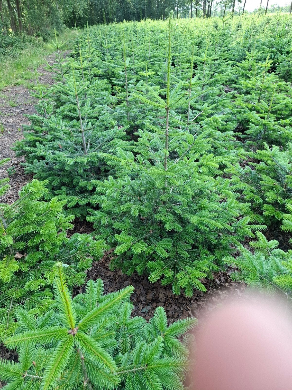 Kerstbomen, Ophalen, Overige soorten, 100 tot 250 cm