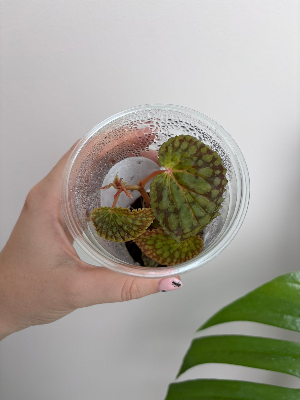 Begonia Chlorosticta, Ophalen of Verzenden, Halfschaduw, Minder dan 100 cm