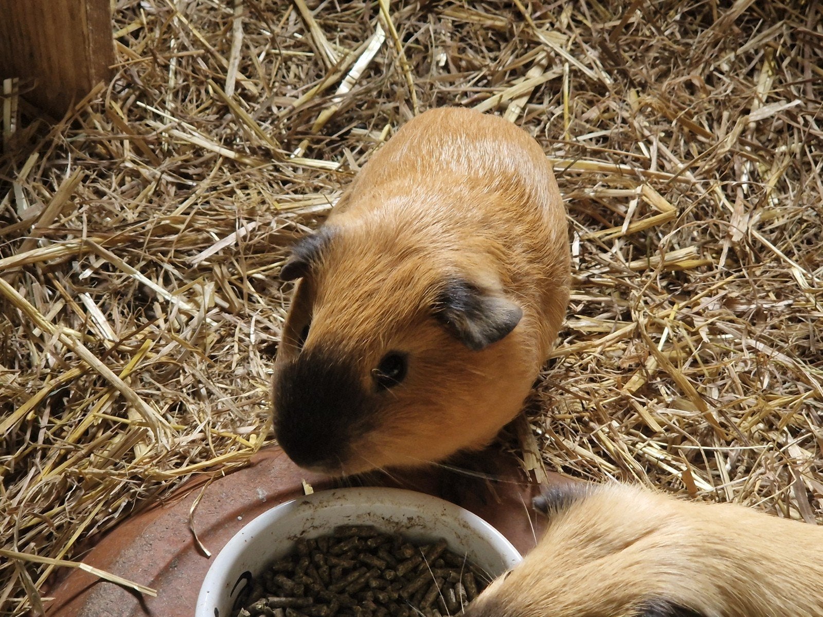 California cavia's, Dieren en Toebehoren, Knaagdieren, Maart, Mannelijk, Cavia