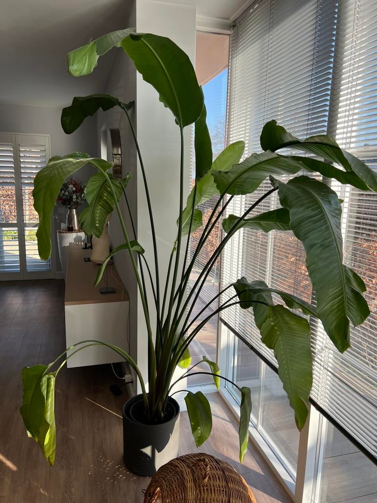 Mooie Strelitzia plant, Huis en Inrichting, Kamerplanten, Ophalen, Halfschaduw, In pot, 150 tot 200 cm