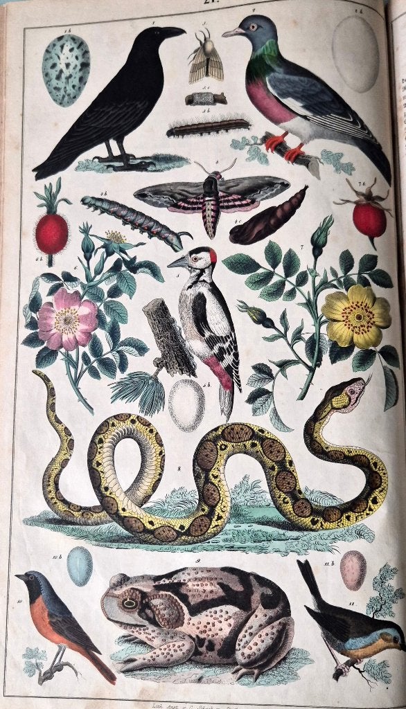 Bilderbuch 1842  met 29 handgekleurde platen flora & fauna, Antiek en Kunst, Ophalen of Verzenden
