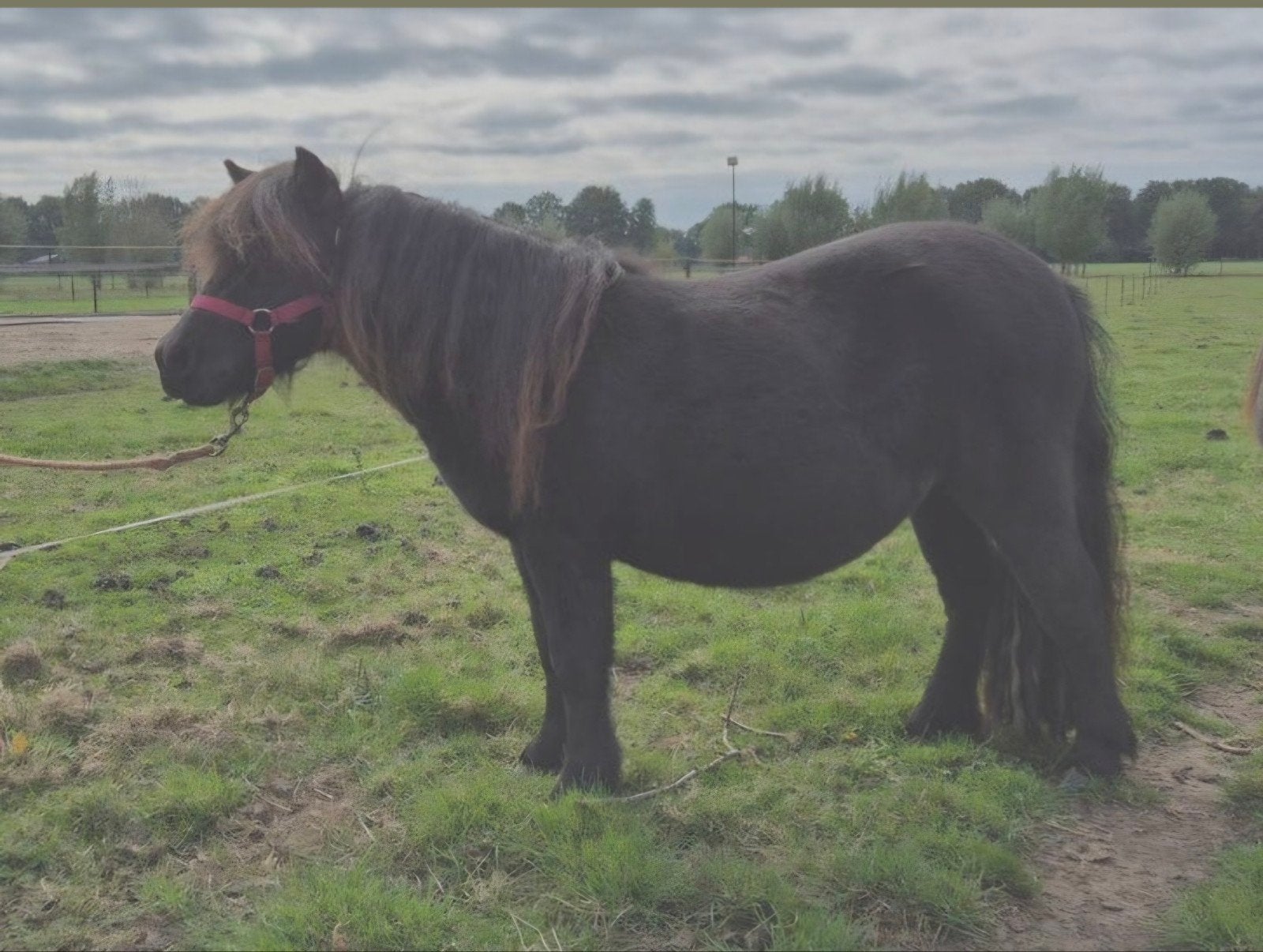 te koop twee pony's. plus trailer., Merrie, A pony (tot 1.17m)
