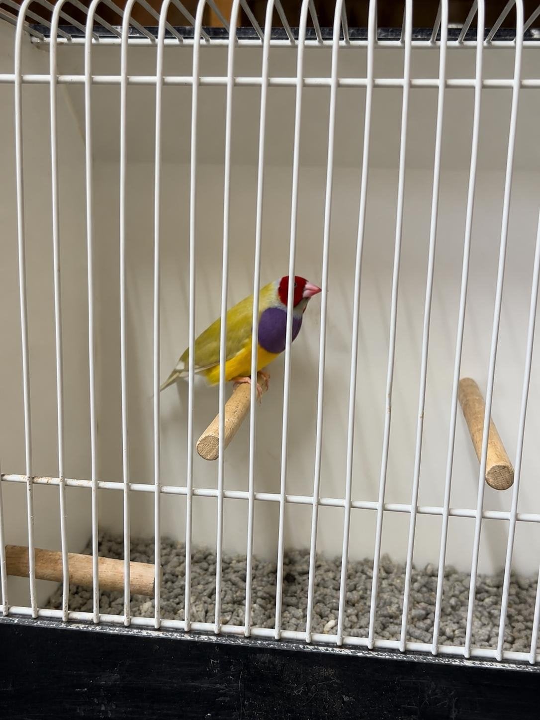 Gould amadine cinnamon pastel, Dieren en Toebehoren, Mannelijk