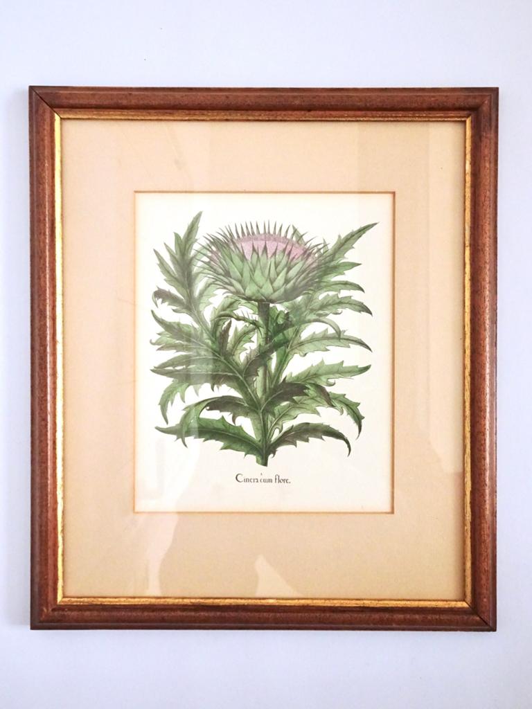 Vintage antiek Botanische litho lijst distel plant kunst, Ophalen