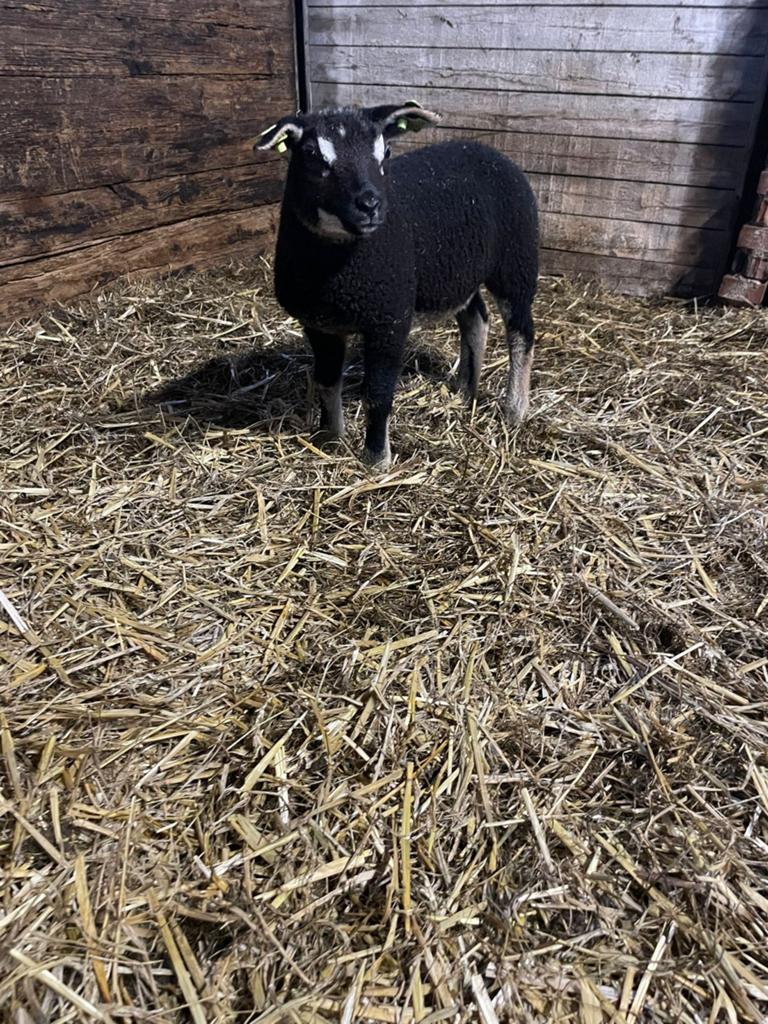 2 dassenkop ooilammeren, Vrouwelijk, Schaap, 0 tot 2 jaar