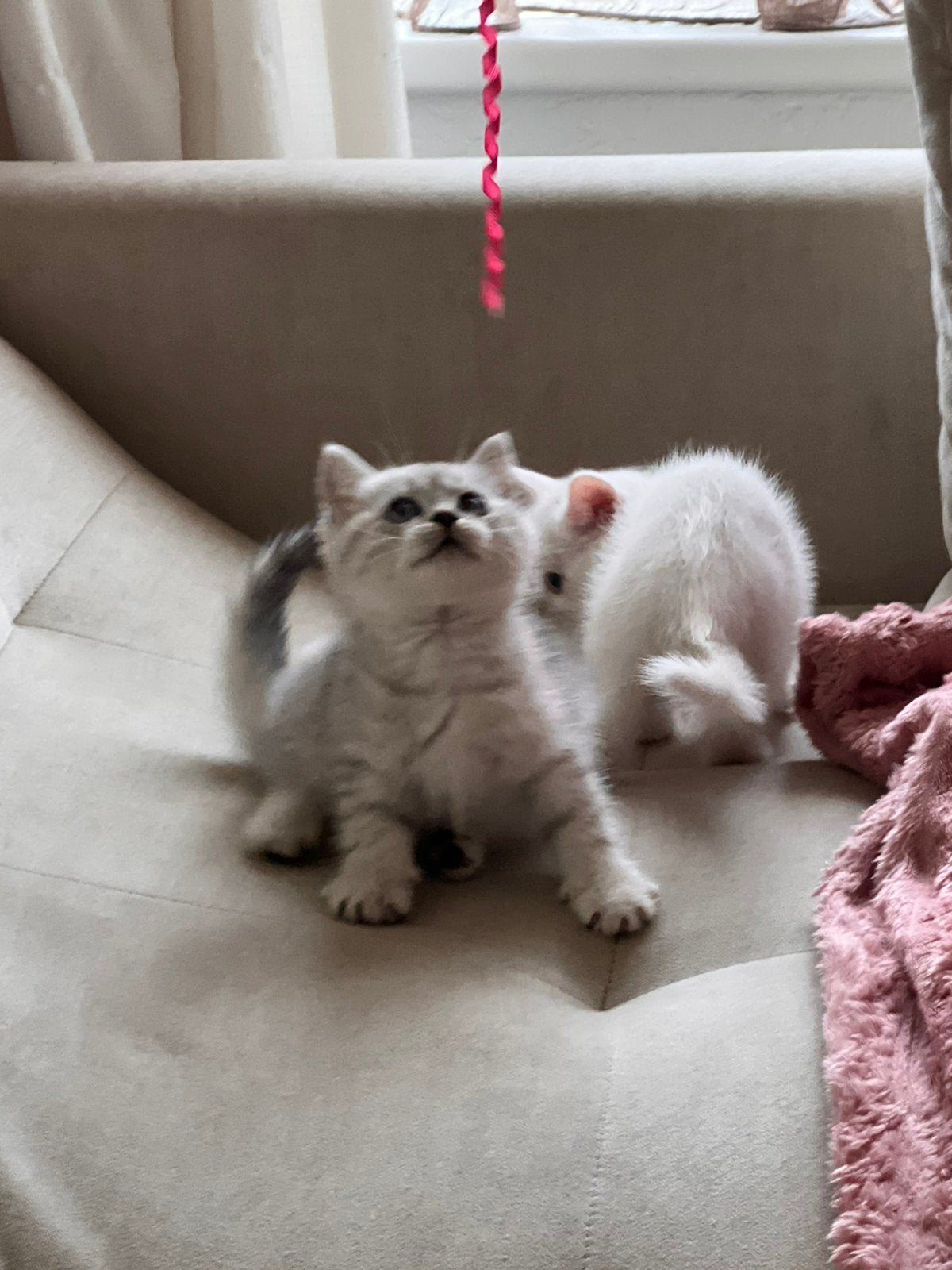 British korthaar kitten, Dieren en Toebehoren, Katten en Kittens | Raskatten | Langhaar, Meerdere dieren