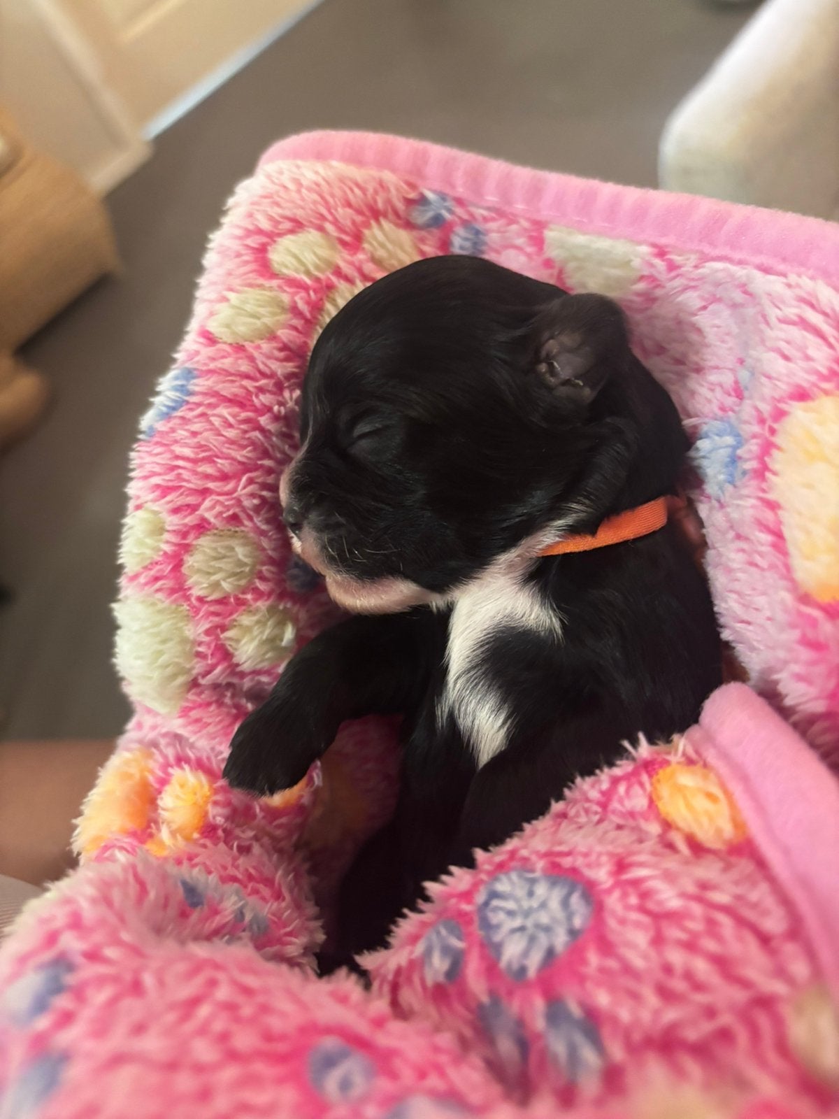 6 prachtige maltipoo puppy’s ️, Poedel, 8 tot 15 weken, Parvo, Meerdere