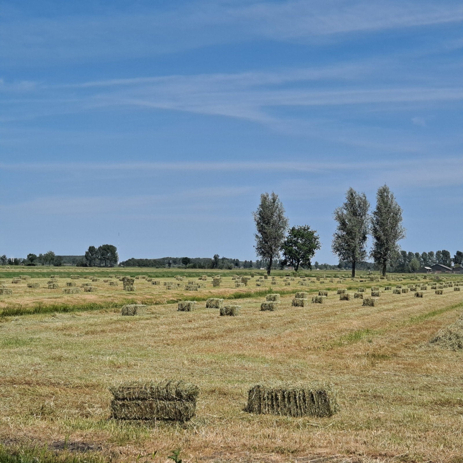 Hooipakjes hooi baaltjes 2026, Dieren en Toebehoren, Dierenvoeding, Ophalen, Vee