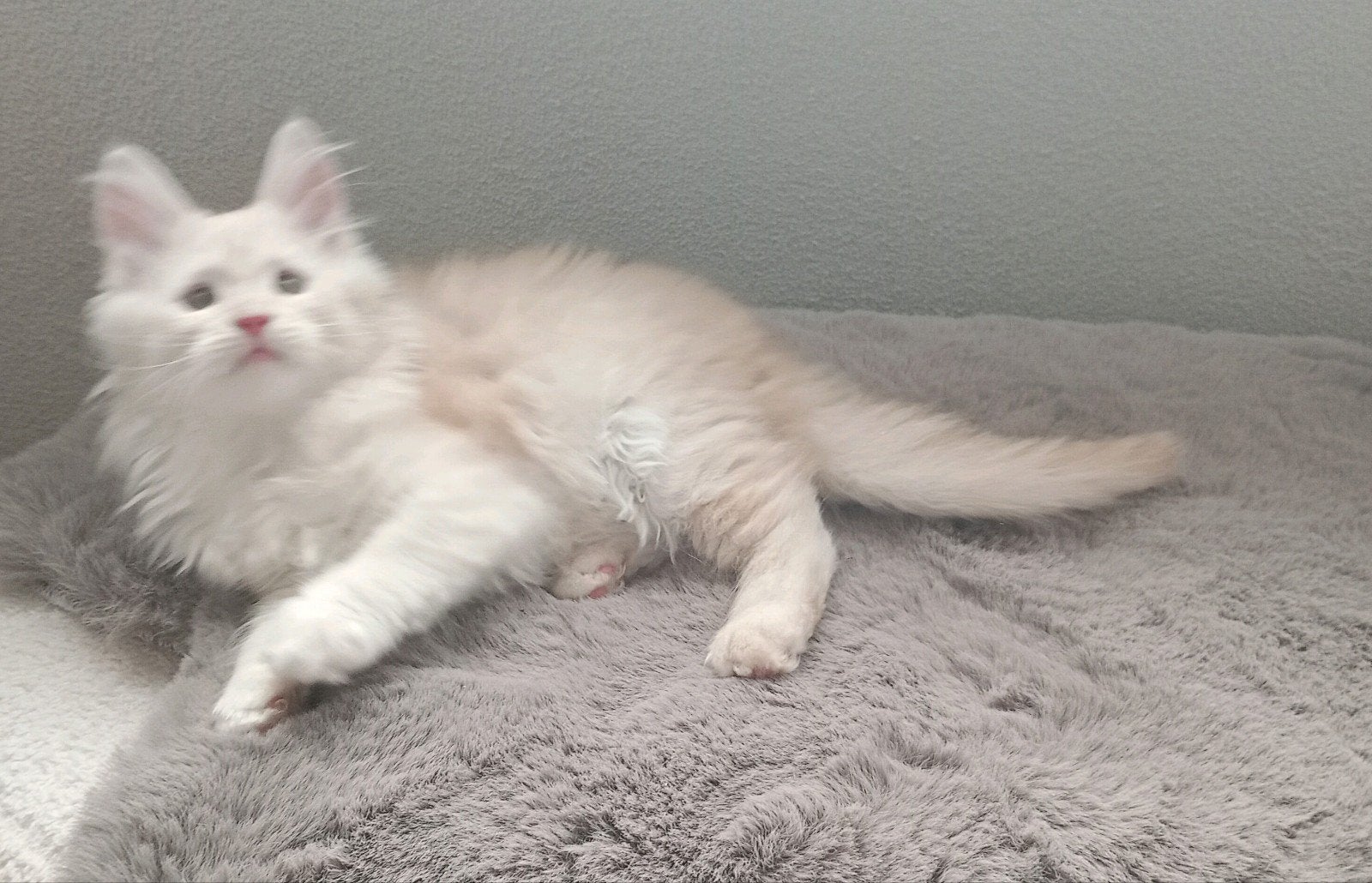 🩷 Prachtige Maine coon  Kitten 🩷, Meerdere dieren, Ontwormd