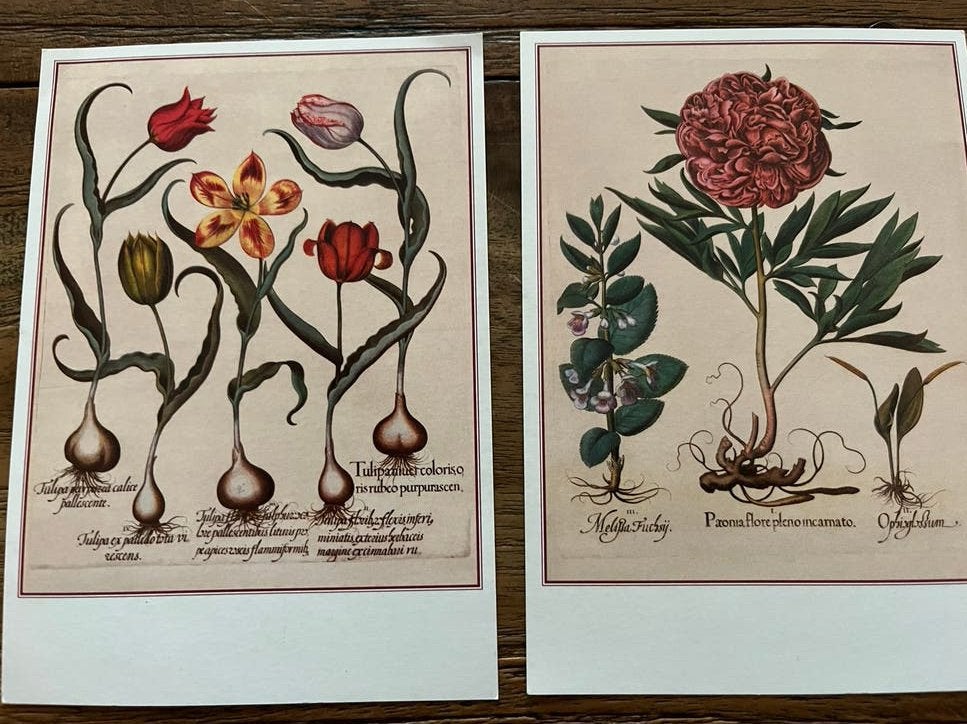 2 Ongelopen Ansichtkaarten - Botanische Illustraties, Ophalen of Verzenden, 1980 tot heden, Ongelopen