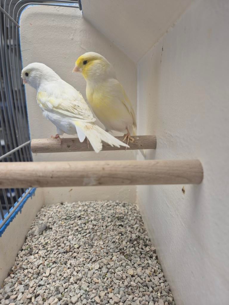 Kanaries Geel mozaik, Dieren en Toebehoren, Meerdere dieren