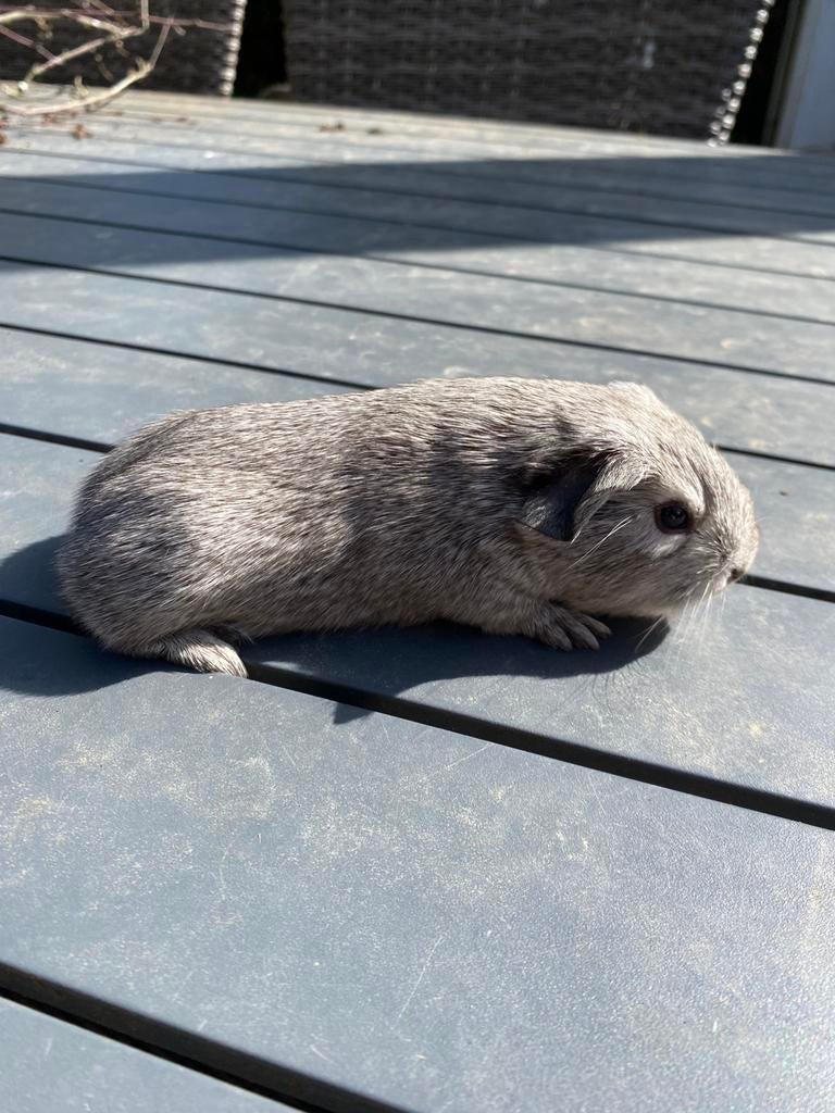 Jonge cavia’s tekoop, Dieren en Toebehoren, Cavia, April, Mannelijk, Tam