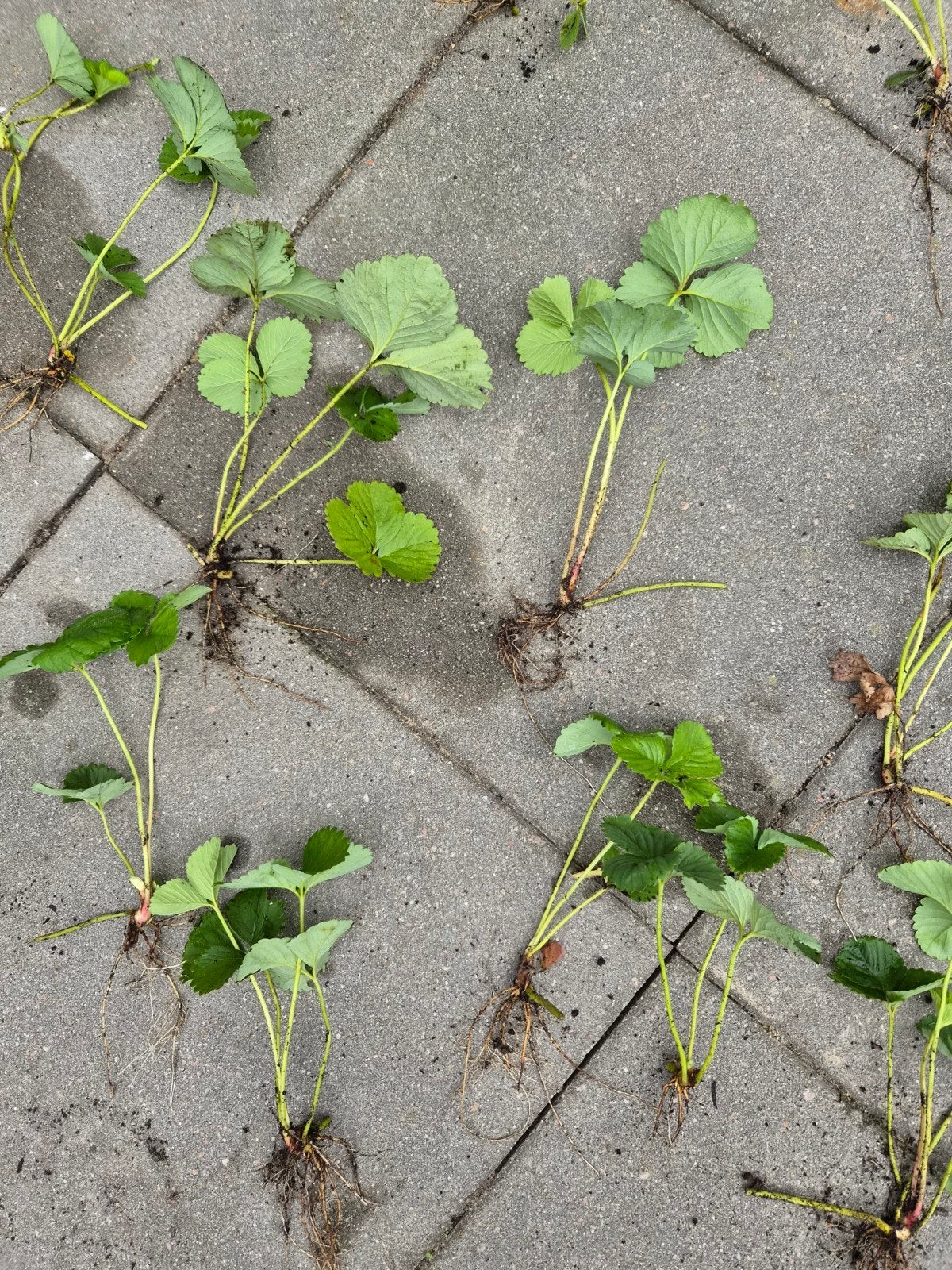 Mooie aardbeien stekjes aardbeienplant, Ophalen, Volle zon, Vaste plant, Zomer