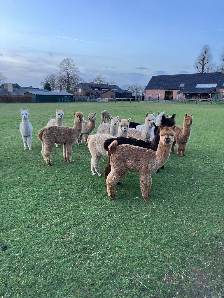 alpaca, Dieren en Toebehoren, Overige Dieren, Meerdere dieren, Mei