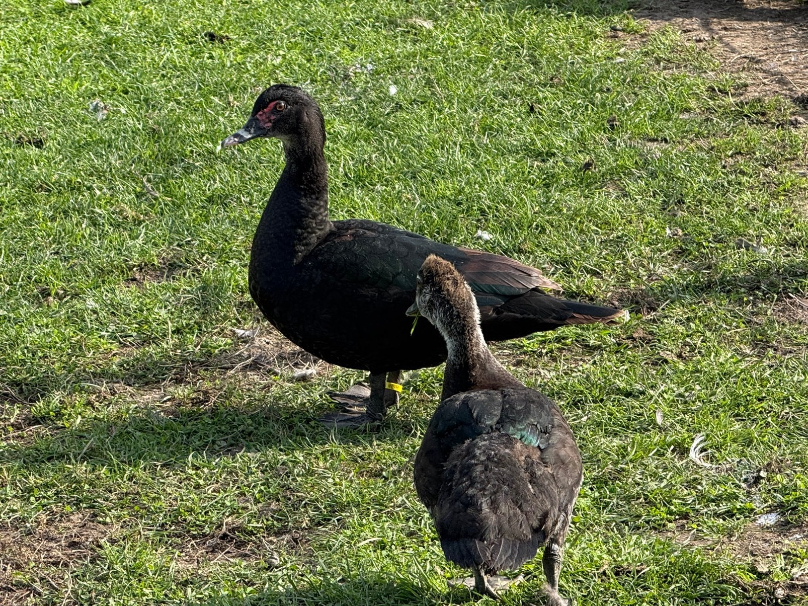 Muskus eenden, Dieren en Toebehoren, Meerdere dieren, Eend