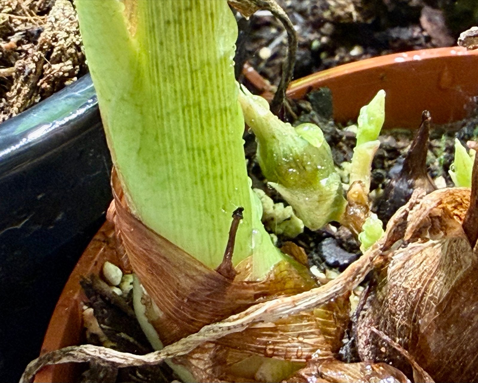 Alocasia Longiloba knolletjes - Zeldzame Alocasia, Ophalen of Verzenden, Halfschaduw, Minder dan 100 cm
