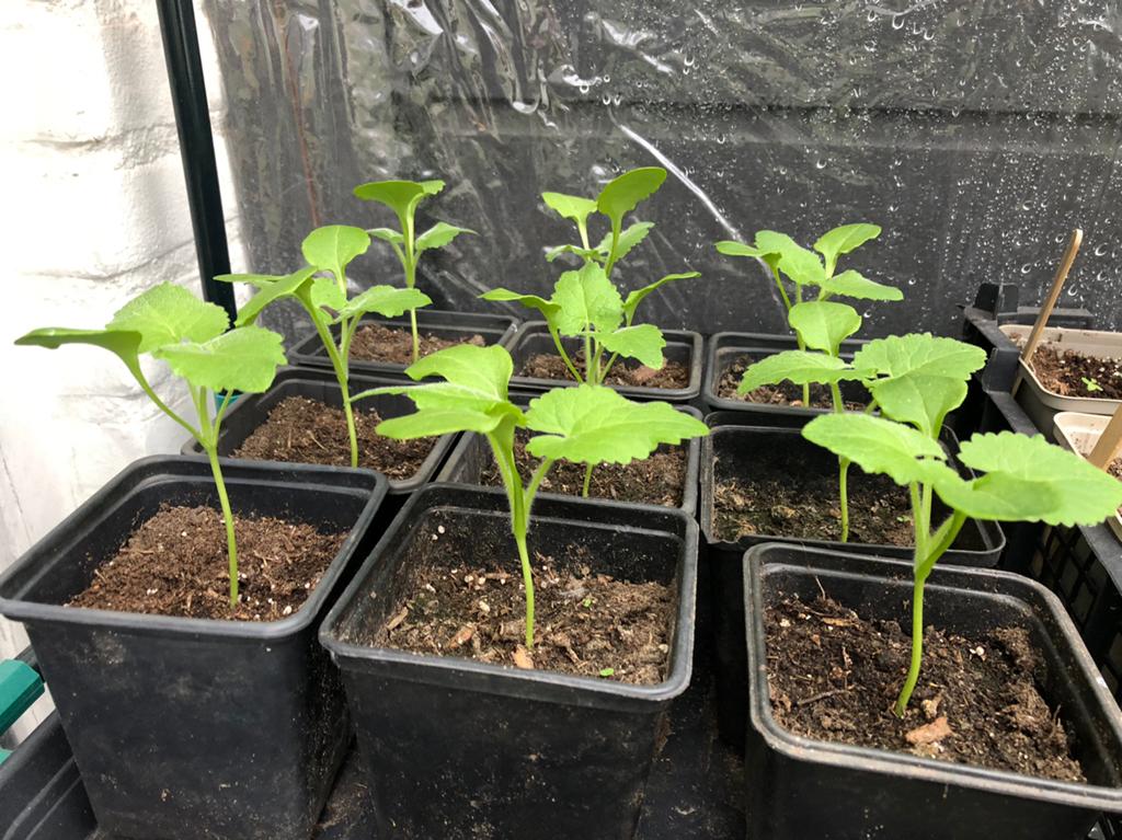 Judaspenning planten, Ophalen, Minder dan 100 cm, Lente, Overige soorten