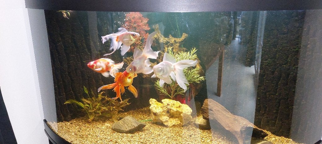 goudvis, Dieren en Toebehoren, Vis, Zoetwatervis
