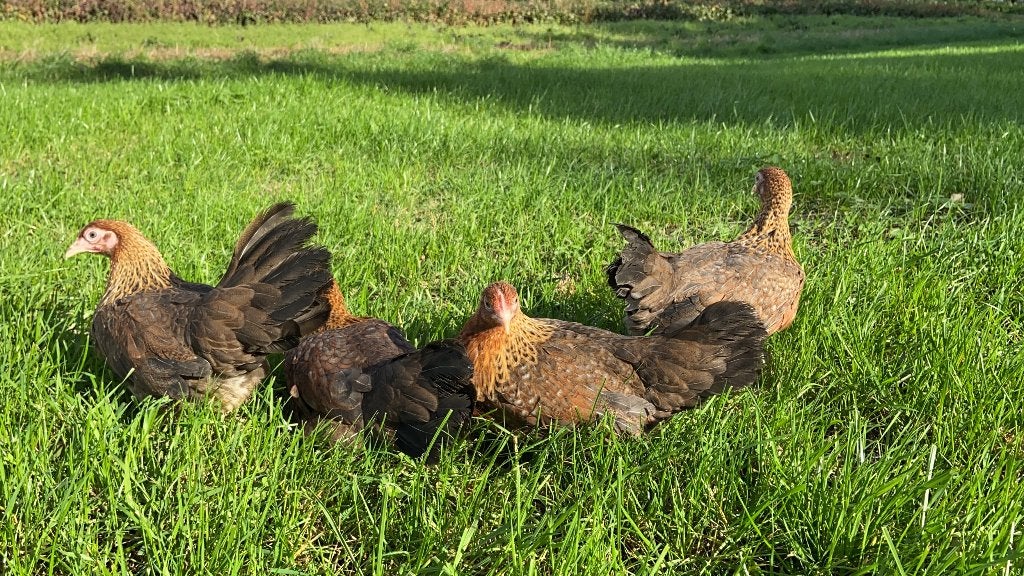 Jonge tamme Bielefelder kriel kippen gesekst en ingeënt, Dieren en Toebehoren, Vrouwelijk, Kip