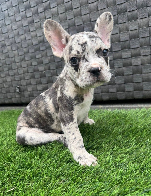 Franse bulldog pups, Dieren en Toebehoren, HCC (leverziekte), 8 tot 15 weken, Bulldog, Meerdere