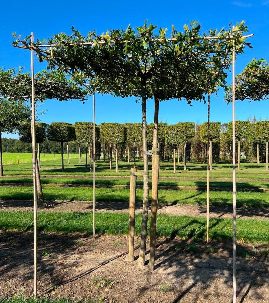 Moeraseik Quercus palusturs leibomen en dakbomen, Ophalen of Verzenden, Volle zon