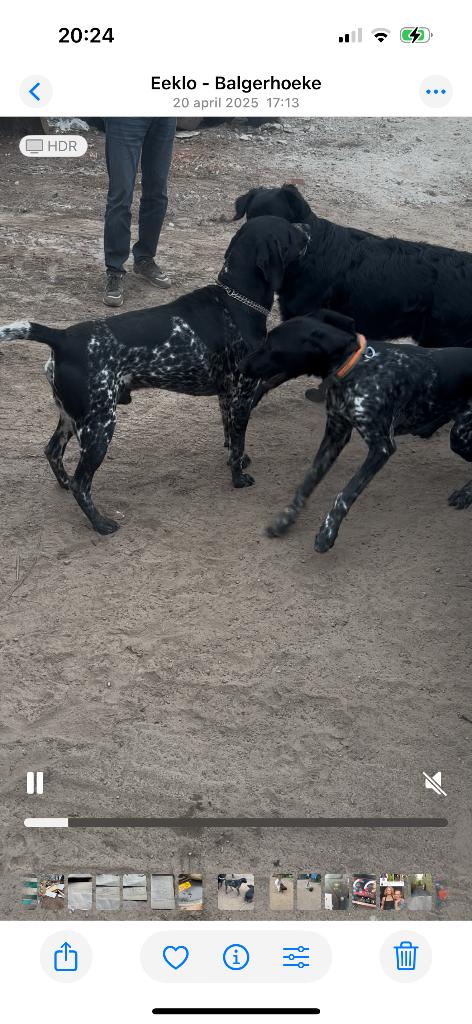 Duitse staande pups, Duitse Staande hond, België, Fokker | Hobbymatig, 8 tot 15 weken