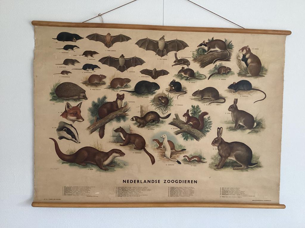 Schoolplaat Nederlandse zoogdieren H.J. Slijper, Antiek en Kunst, Ophalen, Natuur en Biologie