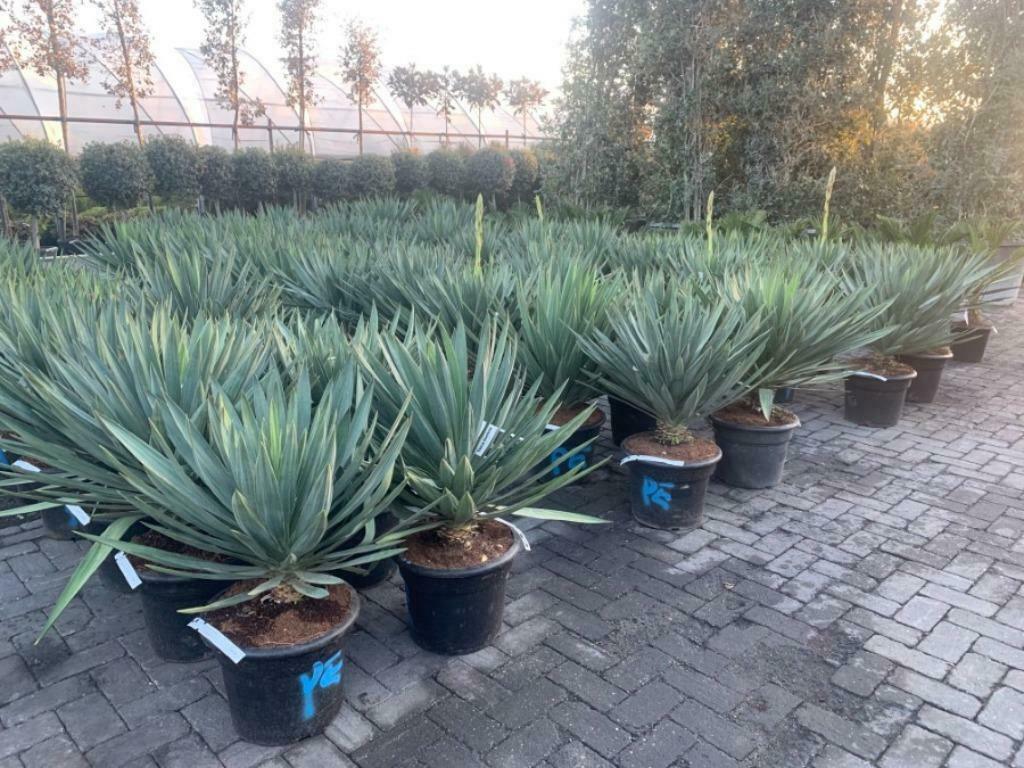 Yucca gloriosa 'Lone Star' te koop