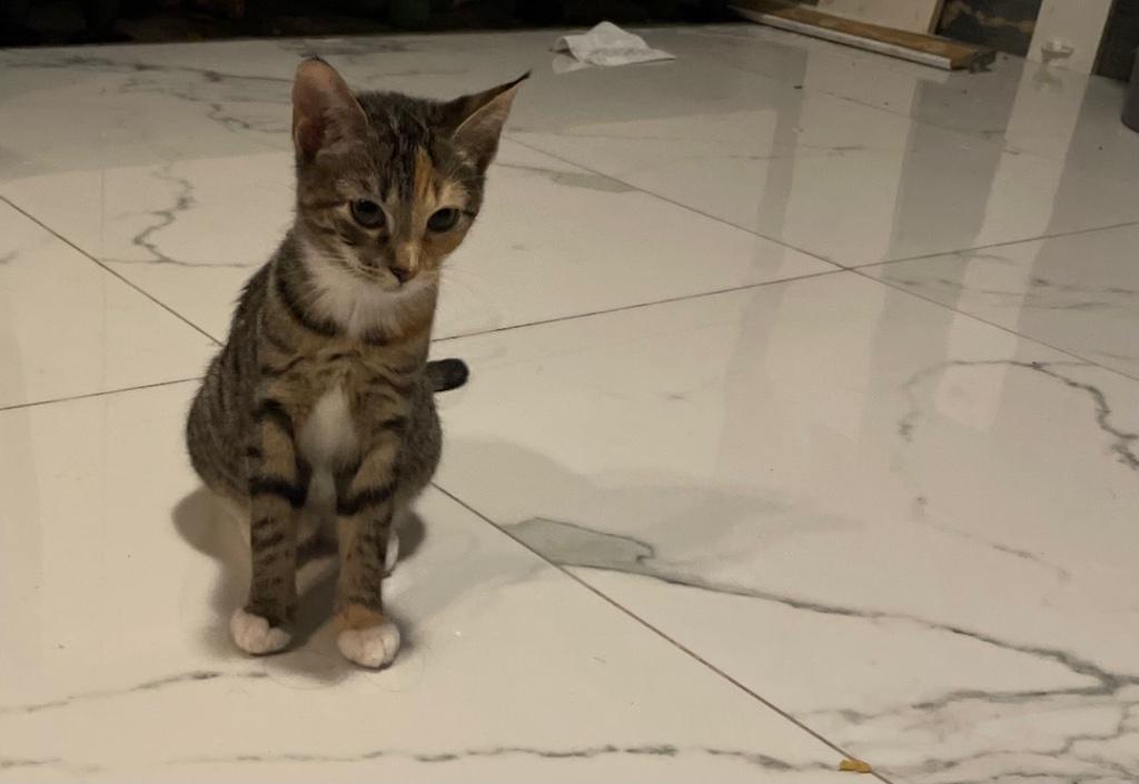 Poesje, Poes, Ontwormd, 0 tot 2 jaar