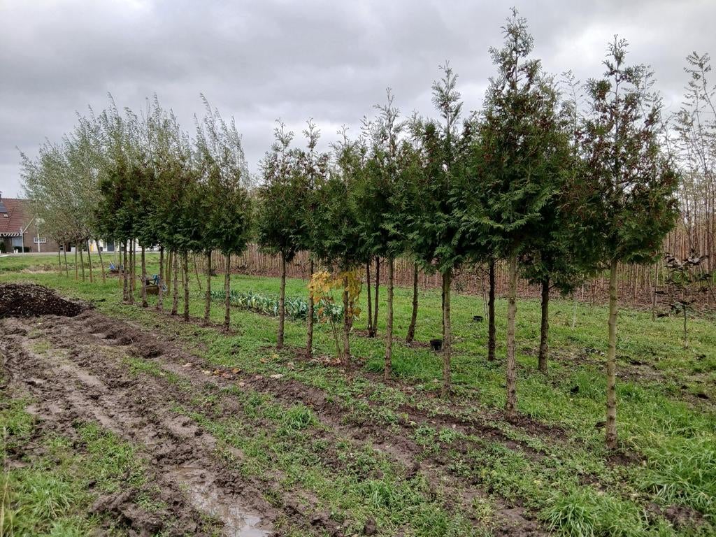Te koop hoogstam coniferen, Ophalen of Verzenden