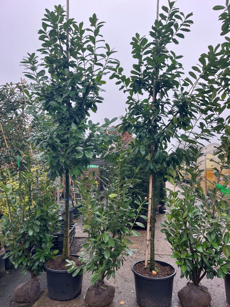 Hoge haag Laurier, Prunus 350 - 400 cm hoog, Tuin en Terras, Planten | Bomen, Ophalen, Bloeit niet, Halfschaduw, Overige soorten