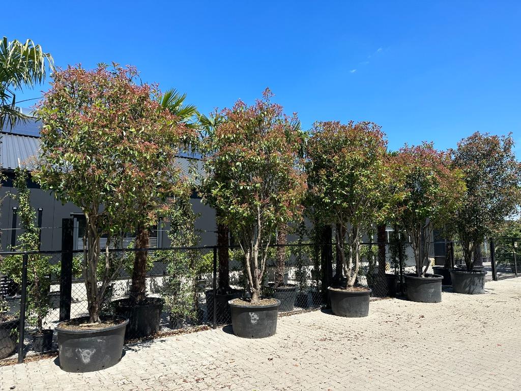 Photinia fraseri Red Robin - Glansmispel 350/400 cm te koop, Lente, 250 tot 400 cm, Volle zon, In pot