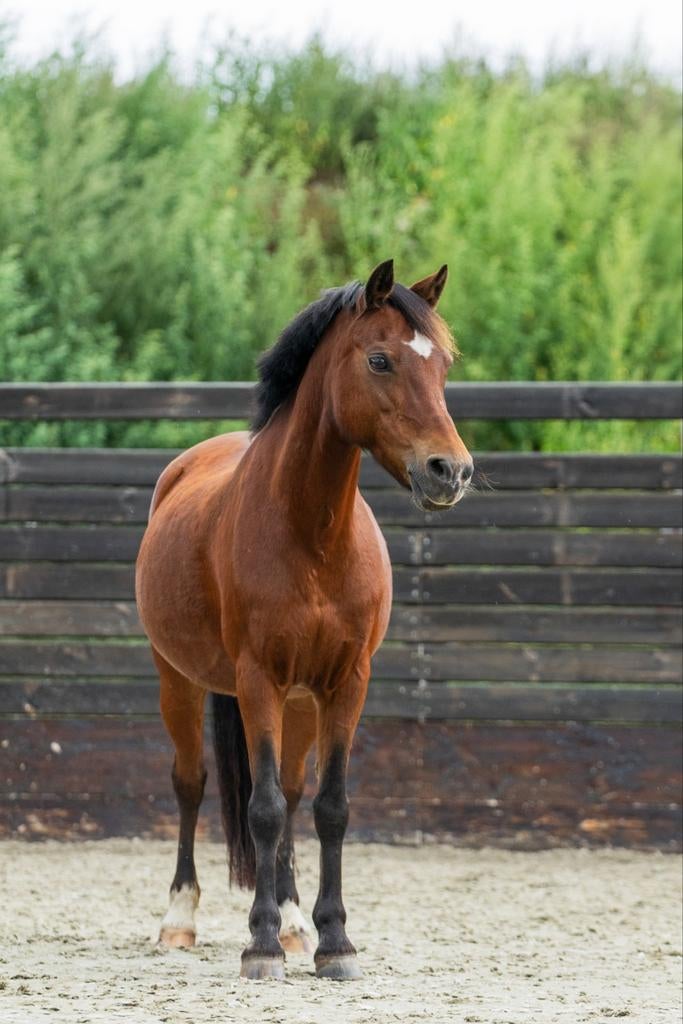 Verzorgpony/ leasepony aangeboden in Nijkerk, Ophalen of Verzenden