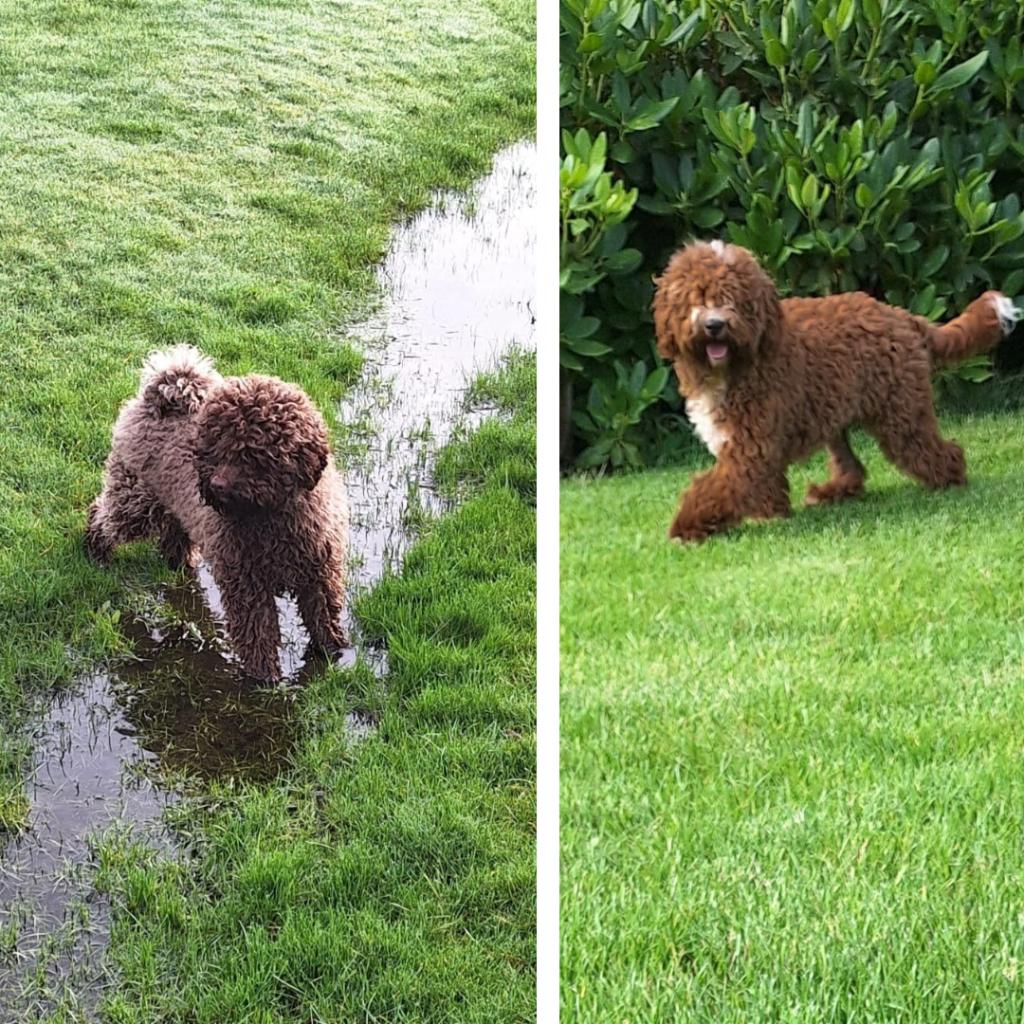 Labradoodle dekreu  (40cm & 35cm), Reu, CDV (hondenziekte), 1 tot 2 jaar, Meerdere