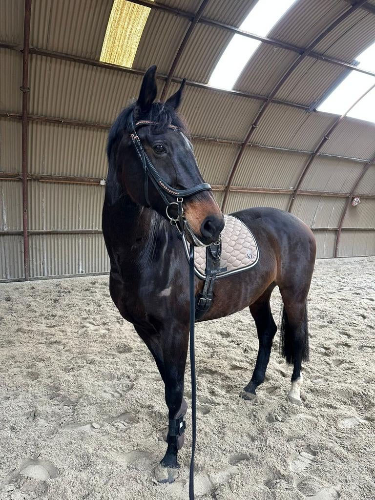 Kwpn merrie, Merrie, Dressuurpaard, 11 jaar of ouder, 165 tot 170 cm