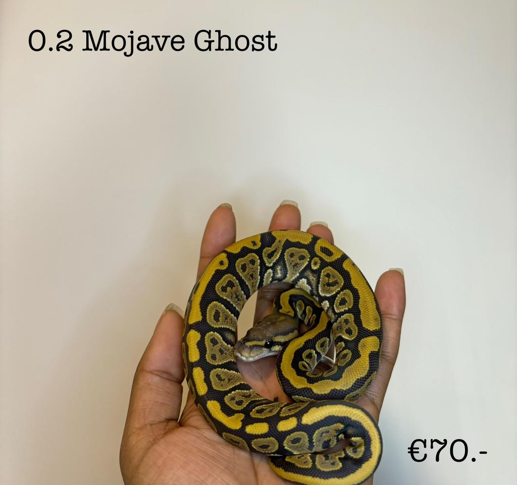 0.2 Mojave ghost NK25, Slang, 0 tot 2 jaar